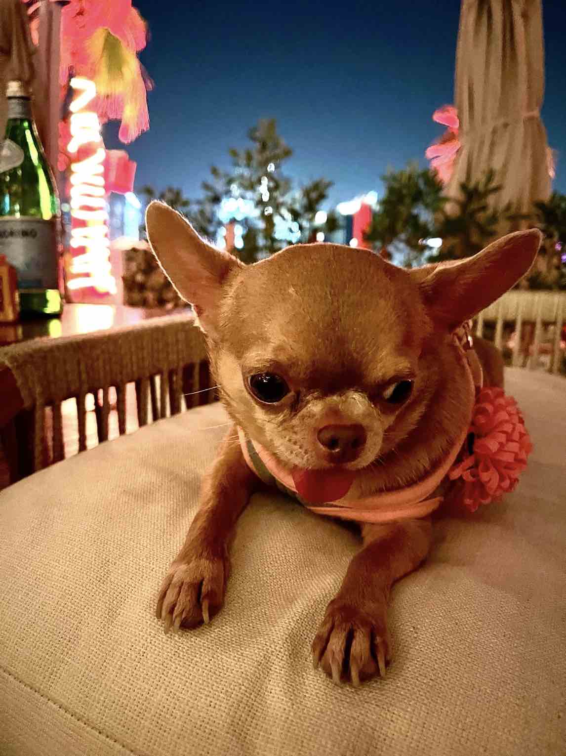 how do i make my chihuahua more friendly